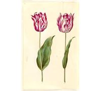 SERENDIPITP Vintage Wall Art Canvas Nordic Poster Canvas Print Picture Tulipa Gesneriana by Hans Simon Holtzbecker Wall Art Poster for Home Decor 60x90cm
