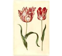 SERENDIPITP Vintage Wall Art Canvas Nordic Poster Canvas Print Picture Tulipa Gesneriana by Hans Simon Holtzbecker Wall Art Poster for Home Decor 60x90cm
