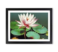 Serene Water Lily Flower Framed Print | A3 Black Framed Wall Art | Ready to Hang | Modern Floral Picture | Living Room Bedroom Lounge Office