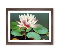 Serene Water Lily Flower Framed Print | A4 Walnut Framed Wall Art | Ready to Hang | Modern Floral Picture | Living Room Bedroom Lounge Office