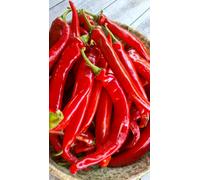 Serrano Chilli Seeds - 10 Fresh Seeds
