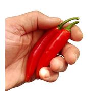 Serrano Chilli Seeds x 10