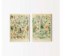 Set of 2 Adolphe Millot Prints | Fleurs A+B Illustration Painting, Botanical Flower Science Artwork, Vintage Plant Species Wall Art, Poster