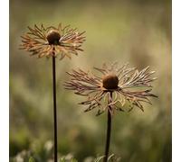 Set of 2 Rust Decoration for Garden Corten Steel Garden Stake Metal Flower Poppy Teleopea Garden Decoration Rust Trellis Flower Bed Stake Pot Stake Natural Rust (C)