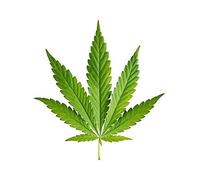 Set of 2 x Cannabis Iron on Transfer for Fabrics Marijuana Plant Leaf DIY Weed Hemp Patch