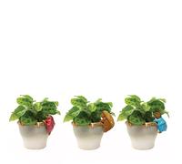 Set of 3 Beatrix Potter Pot Buddies