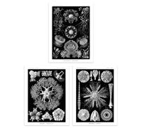 Set of 3 Sea Urchins Black and White Haeckel Vintage Illustrations Detailed Echinidea Starfish Study Unframed Wall Art Living Room Poster Prints Pack Artery8 Black W12 inch x H16 inch