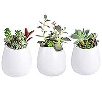 Set of 3 Wall Hanging Planters Pots Ceramic White,Indoor & Outdoor Home Decor Mini Plants Holder Flower Stands Wall Mounted Plant Containers Vase for Succulents,Cactus,Bamboo,Air Plant,Silk Flower