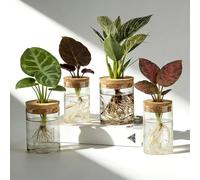 Set of 4 Hydroponics Plants Terrarium with Wooden Lid, Bottle Garden Complete Set, Plant Terrarium, Hydroponic Glass for Plant, Flowers, Indoor Plants, Plant Hydroponics