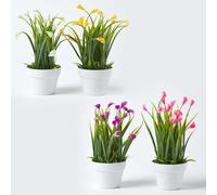 Set of 4 Multi-Coloured Artificial Calla Lilies in White Pots