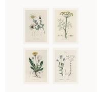 Set of 4 Watercolour Botanical Prints | Four Minimal Plant Drawings, Wild Flower Wall Art, Pastel Tone Herb Houseplant Sketch Artwork JS1234