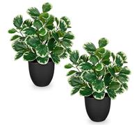 Sets of 2 Artificial Plants Indoor Home Decor, 14.5" Fake Potted Silk Plants for Shelves Living Room Decor, Small Artificial Office Desk Plant in Pots, Faux Peperomia Hope Tropical House Plant