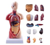 Sets of 4 Human Heart Brain Torso and Skeleton Models Removable Parts with Anatomical Guide Booklet 3D Model Study for Kids Medical Student Educational Demonstration