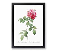 Seven Sisters Roses in Pink by Pierre-Joseph Redoute Framed Print | A2 Black Framed Wall Art | Ready to Hang | Modern Nature Picture | Living Room Bedroom Lounge Office