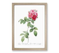Seven Sisters Roses in Pink by Pierre-Joseph Redoute Framed Print | A2 Oak Framed Wall Art | Ready to Hang | Modern Nature Picture | Living Room Bedroom Lounge Office