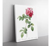 Seven Sisters Roses In Pink By Pierre Joseph Redoute Vintage Canvas Wall Art Print Ready to Hang, Framed Picture for Living Room Bedroom Home Office Décor, 76x50 cm (30x20 Inch)