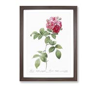 Seven Sisters Roses In Pink By Pierre Joseph Redoute Vintage Framed Print | A2 Walnut Framed Wall Art | Ready to Hang | Classic Nature Picture | Living Room Bedroom Lounge Office