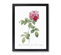 Seven Sisters Roses In Pink By Pierre Joseph Redoute Vintage Framed Wall Art Print, Ready to Hang Picture for Living Room Bedroom Home Office Décor, Black A4 (34 x 25 cm)