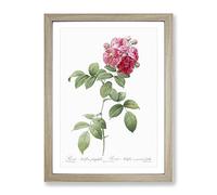 Seven Sisters Roses In Pink By Pierre Joseph Redoute Vintage Framed Wall Art Print, Ready to Hang Picture for Living Room Bedroom Home Office Décor, Oak A3 (34 x 46 cm)
