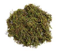 SEWACC 1 Dried Moss Artificial Green Lichen Natural Moss Plants Simultion Plants Moss Lichen Moss Preserved Forest Moss Natural Plants Floral Moss Fake Moss Bulk Glass Flower Arrangement