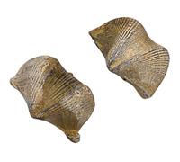 SEWACC 2pcs Brachiopod Remains Specimens for Student Teaching and Appreciation Research, Golden Colour Desktop Ornaments Suitable for Home Decoration and Table Ornament