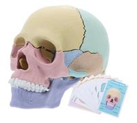 SEWACC Detachable Anatomy Skull Model Human Skeleton Teaching Tool Medical Skull Puzzle for Oral and Research Use Educational Head Bone Structure