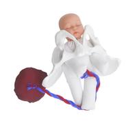 SEWACC Female Pelvic Anatomy Model for Childbirth Demonstration with Fetus Umbilical Cord Placenta Midwifery Training Tool for Medical Nursing Students Labor Process Simulation and