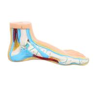 SEWACC Foot Anatomical Model for Teaching Human Foot Joint and Muscle Structure Medical Skeleton Model for Physiology and Anatomy Education in Schools and Hospitals