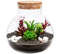 SEWACC Glass Terrarium Bottle with Cork Lid, Round Glass Jar for Micro Landscape DIY, Moss Plant Container for Indoor Gardening, Home Decoration, Storage Canister