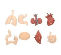 SEWACC Human Organs Model Anatomy Educational for School Teaching Medical Science Learning Aid Realistic Cognitive Body Structure Kit