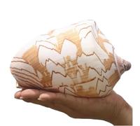 SFQEVHRZ Natural Sea Shells,Decorations FishTank， Large Natural Sea Shells, Huge Ocean Conch 12-13 Cm Jumbo Seashells Perfect for Wedding, Home Decorations,Shell Collectors(13cm)