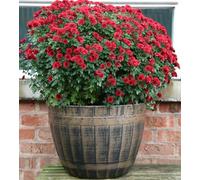 SG Traders Large Barrel Planter, Garden Plant Pot, Heavy Duty Half Barrels for Outdoor, Flower Herb Tree, Container with Drainage Holes, Large Plant Pots Garden, Beijing Barrel Gold, D 52cm x H38cm