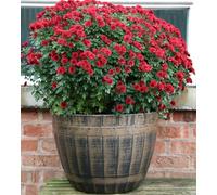 SG Traders Large Barrel Planter, Garden Plant Pot, Heavy Duty Half Barrels for Outdoor, Flower Herb Tree, Container with Drainage Holes, Large Plant Pots Garden