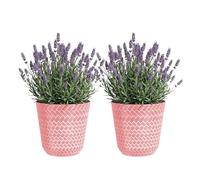 SG Traders Nantucket Plant Pot - Flower Planters Outdoor, Large Garden Pots Elegant Design, Versatile for Your Outdoor Space, Enhance Your Garden (Pack of 2)