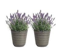 SG Traders Nantucket Plant Pot - Flower Planters Outdoor, Large Garden Pots Elegant Design, Versatile for Your Outdoor Space, Enhance Your Garden (Pack of 2)