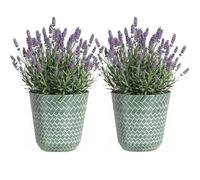 SG Traders Nantucket Plant Pot - Flower Planters Outdoor, Large Garden Pots Elegant Design, Versatile for Your Outdoor Space, Enhance Your Garden (Pack of 2)