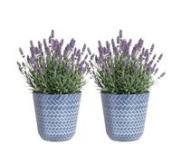 SG Traders Nantucket Plant Pot - Flower Planters Outdoor, Large Garden Pots Elegant Design, Versatile for Your Outdoor Space, Enhance Your Garden (Pack of 2)