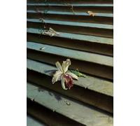 SGFGAD FHYWQ Vladimir Tretchikoff Poster Color Prints Abstract Wall Art Picture《Lost Orchid》Vladimir Tretchikoff Canvas Painting For Home Decor 40x60cm Unframed