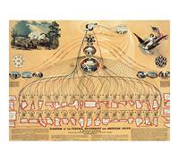 Shafer USA Federal Government American Union Diagram Large Wall Art Poster Print Thick Paper 18X24 Inch
