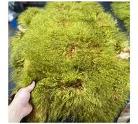 Shaggy Plush Faux Fur Fabric, Moss Green Decorative Plush Fabric Fluffy Plush Fabric Fur Trim Pre-Cut Craft for Costumes Apparel Rugs Pillows Decorations and More (Size : 55x65cm)