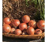 Shakespeare Onion Sets - Autumn Planting, British Bred Variety for Overwintering, Excellent Skin Quality & Storage - 1000g Thompson & Morgan