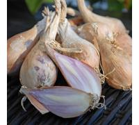 Shallot ‘Griselle’ | Culinary Kitchen Garden Vegetable | Spicy Flavour | Ideal for Cooking & Pickling | Easy-to-Grow Shallot Sets 500g By Thompson & Morgan