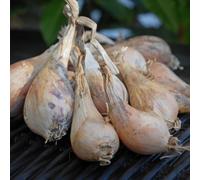 Shallot ‘Griselle’ | Culinary Kitchen Garden Vegetable | Spicy Flavour | Ideal for Cooking & Pickling | Easy-to-Grow Shallot Sets 1000g By Thompson & Morgan