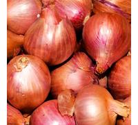 Shallot Red Sun 1kg - Spring Planting, Red Tinged Skin, Excellent Flavour for Cooking & Salads, Long Storage Potential - Thompson & Morgan