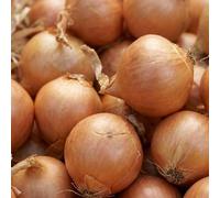 Shallot Sets Golden Gourmet 500g - Mild Sweet Flavour, Golden Copper Skins - High Yielding Kitchen Garden Variety - UK Climate Ready - Grow Your Own Vegetables