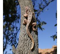 SHAODIE Outdoor Lizard Statue Sculpture Garden Patio Porch Tree Wall Wall Hanging Art Deco Gift 10.24 inch Rainforest Animal Decoration