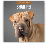 Shar-Pei 2026 Square Wall Calendar: Original Red Robin Publishing Ltd-Kalender [Mehrsprachig] [Kalender]