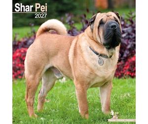 Shar Pei 2027 Calendar | Square Wall Calendar | Dog Breed Gift | Plastic Free Packaging | by Avonside Publishing