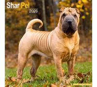 Shar Pei Calendar 2026 Square Dog Breed Wall Calendar - 16 Month