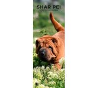 Shar Pei Dog 2026 Wall Calendar, 12-Month Slim Format, Made in England